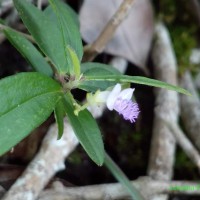 Polygala macrolophos Hassk.